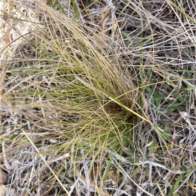 Nassella trichotoma (Serrated Tussock) at Watson, ACT - 25 Nov 2024 by waltraud