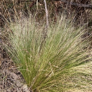 Nassella trichotoma at Watson, ACT - 25 Nov 2024