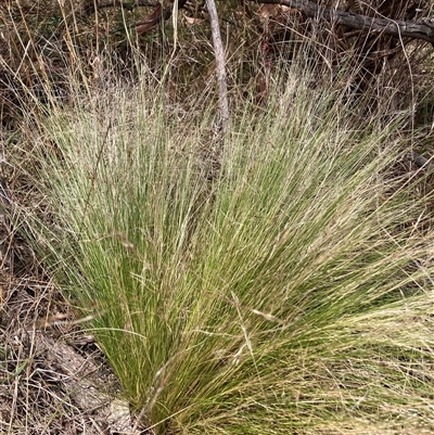 Nassella trichotoma (Serrated Tussock) at Watson, ACT - 25 Nov 2024 by waltraud