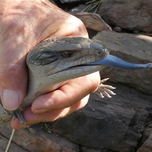 Tiliqua scincoides scincoides at Murga, NSW - suppressed