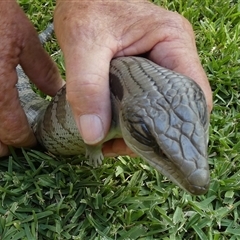 Tiliqua scincoides scincoides at Murga, NSW - suppressed