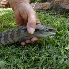 Tiliqua scincoides scincoides at Murga, NSW - suppressed