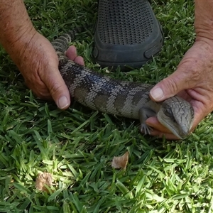 Tiliqua scincoides scincoides at Murga, NSW - suppressed