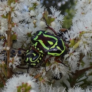 Eupoecila australasiae at Murga, NSW - 22 Nov 2024