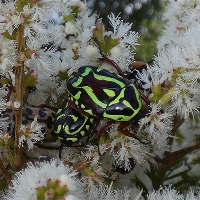 Eupoecila australasiae (Fiddler Beetle) at Murga, NSW - 22 Nov 2024 by Paul4K