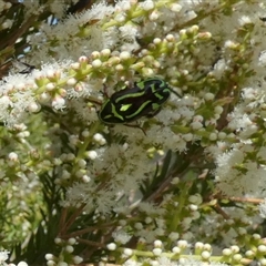 Eupoecila australasiae at Murga, NSW - 22 Nov 2024