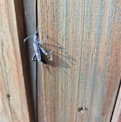Plecoptera sp. (order) at Jamberoo, NSW - 24 Nov 2024 07:14 AM