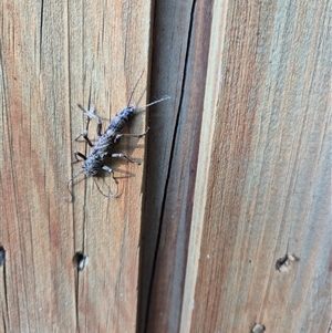 Plecoptera sp. (order) (Unidentified Stone fly) at Jamberoo, NSW by nancyp