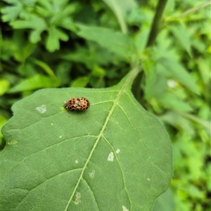 Harmonia conformis at Jamberoo, NSW - 17 Nov 2024