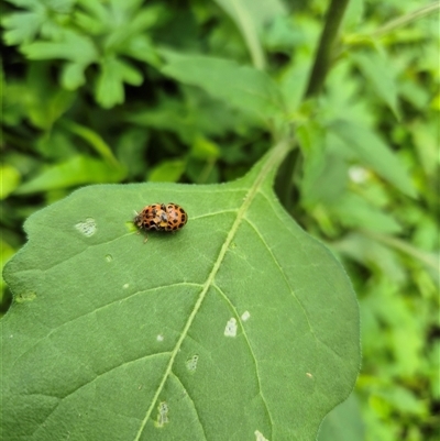 Coccinellidae (family) at Jamberoo, NSW - 17 Nov 2024 by nancyp