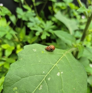 Harmonia conformis at Jamberoo, NSW - 17 Nov 2024 11:46 AM