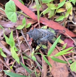 Psaltoda moerens (Redeye cicada) at Jamberoo, NSW by nancyp