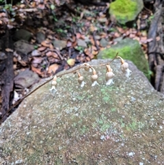 Gastrodia sesamoides (Cinnamon Bells) at Jamberoo, NSW - 16 Nov 2024 by nancyp