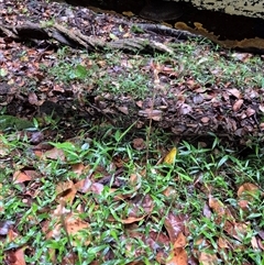 Gastrodia sesamoides at Jamberoo, NSW - suppressed