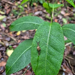 Helicarion mastersi at Jamberoo, NSW - 15 Nov 2024 04:57 PM
