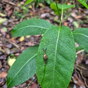 Helicarion mastersi (Royal Semi-slug) at Jamberoo, NSW by nancyp