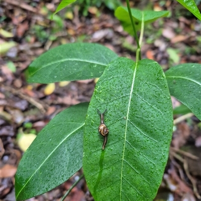 Helicarion mastersi (Royal Semi-slug) at Jamberoo, NSW - 15 Nov 2024 by nancyp