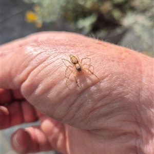 Helpis sp. (genus) (Unidentified Bronze Jumping Spider) at Milsons Point, NSW by nancyp