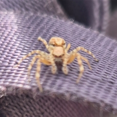 Helpis sp. (genus) at Milsons Point, NSW - 9 Nov 2024 08:00 AM