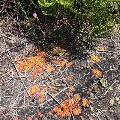 Drosera spatulata (Common Sundew) at Allambie Heights, NSW - 8 Nov 2024 by nancyp