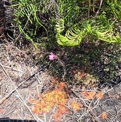 Drosera spatulata at Allambie Heights, NSW - 8 Nov 2024 11:34 AM