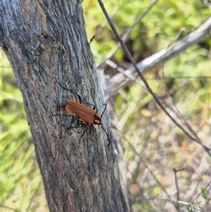 Distichocera maculicollis at Allambie Heights, NSW - suppressed