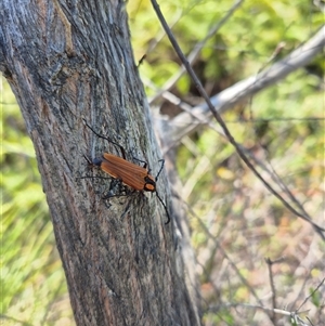 Unidentified Longhorn beetle (Cerambycidae) at Allambie Heights, NSW by nancyp