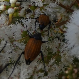 Phyllotocus sp. (genus) at Murga, NSW - suppressed