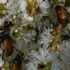 Phyllotocus sp. (genus) at Murga, NSW - suppressed