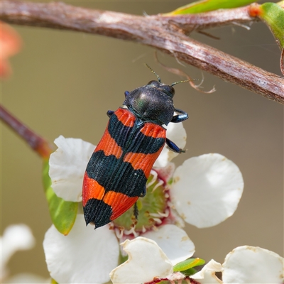 Castiarina kershawi (A jewel beetle) at Uriarra Village, ACT - 25 Nov 2024 by DPRees125