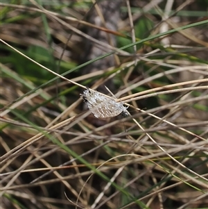 Theclinesthes serpentata at Brindabella, NSW - 9 Nov 2024