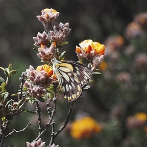 Belenois java (Caper White) at Brindabella, ACT by RAllen