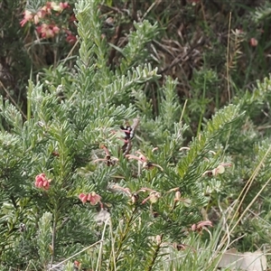 Graphium macleayanum at Cotter River, ACT - 9 Nov 2024