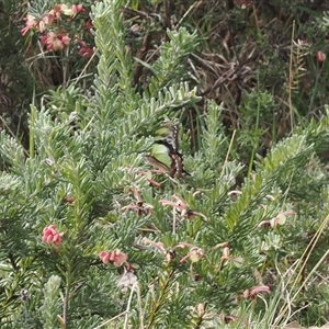 Graphium macleayanum at Cotter River, ACT - 9 Nov 2024