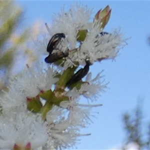 Mordella sp. (genus) at Murga, NSW by Paul4K