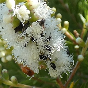 Mordellidae (family) at Murga, NSW - suppressed