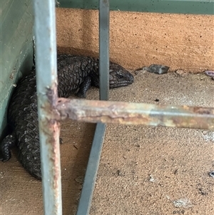 Tiliqua rugosa at Bungendore, NSW - 25 Nov 2024