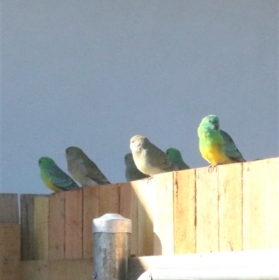 Psephotus haematonotus (Red-rumped Parrot) at Murrumbateman, NSW - 25 Nov 2024 by amiessmacro