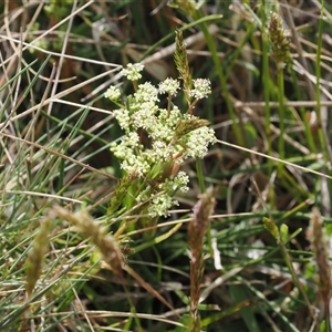 Aciphylla simplicifolia at Cotter River, ACT - 9 Nov 2024 03:29 PM