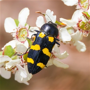 Castiarina australasiae at Uriarra Village, ACT - 25 Nov 2024