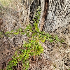 Pyracantha sp. at Weetangera, ACT - 24 Nov 2024 by sangio7