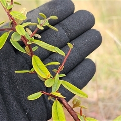 Pyracantha sp. at Weetangera, ACT - 25 Nov 2024 07:56 AM