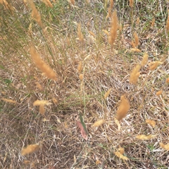 Anthoxanthum odoratum (Sweet Vernal Grass) at Watson, ACT - 25 Nov 2024 by abread111