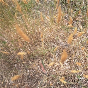 Anthoxanthum odoratum at Watson, ACT - 25 Nov 2024 11:23 AM