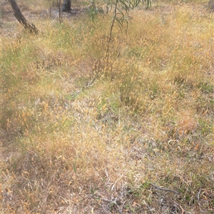 Anthoxanthum odoratum at Watson, ACT - 25 Nov 2024