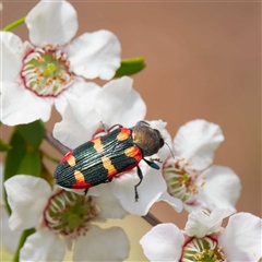 Castiarina sexplagiata (Jewel beetle) at Uriarra Village, ACT - 25 Nov 2024 by DPRees125