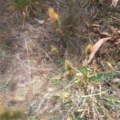 Anthoxanthum odoratum (Sweet Vernal Grass) at Watson, ACT - 25 Nov 2024 by abread111