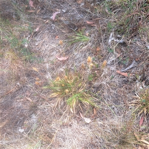 Anthoxanthum odoratum at Watson, ACT - 25 Nov 2024