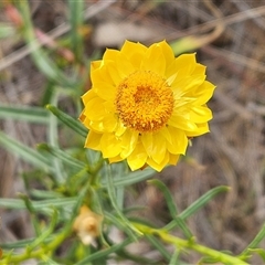 Xerochrysum viscosum (Sticky Everlasting) at Weetangera, ACT - 25 Nov 2024 by sangio7