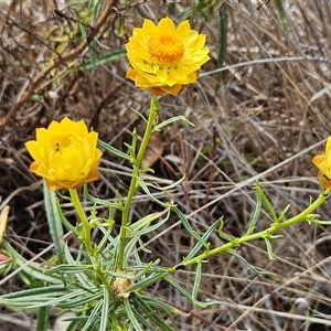 Xerochrysum viscosum at Weetangera, ACT - 25 Nov 2024 08:22 AM